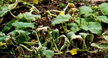 Kontrolní opatření a ošetření bílé, šedé, apikální a jiné hniloby na okurkách ve skleníku